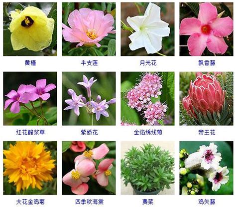 花的名字和图片|常见花图片及名称(100种常见花卉图解大全)